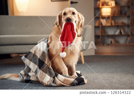 Santa hat in mouth. Golden retriever is at domestic room indoors Santa hat in mouth. Golden retriever is at domestic room indoors 126314322