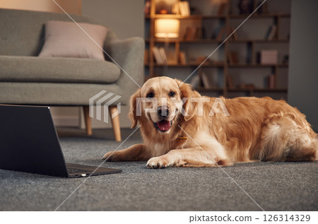 Lying down on the ground with laptop. Golden retriever is at domestic room indoors 126314329