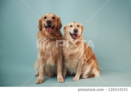 Two golden retrievers is together indoors against blue background Two golden retrievers is together indoors against blue background 126314331