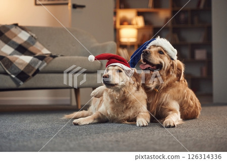 Conception of New Year. In Santa hats. Two golden retrievers is together at domestic room indoors 126314336