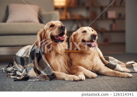 Two golden retrievers is together at domestic room indoors Two golden retrievers is together at domestic room indoors 126314341