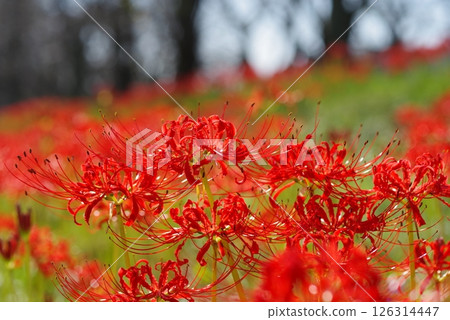 北上山阿野川沿岸的紅花彼岸花（三重縣津市藝能町） 126314447
