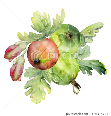 Gooseberry berries leaves flower buds in water dew drops, ripe garden Currant huckleberry casseille jostaberry. Isolated botanical illustration, hand drawn in watercolor. For cafe menu, farmers market 126314724