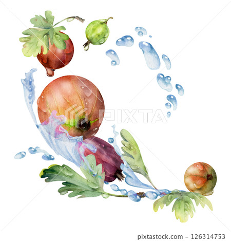 Gooseberry Currant berry leaves, flowers dew drops flying in water splash, ripe garden juneberry casseille jostaberry. Isolated illustration hand drawn in watercolor. Cafe menu, farmers market grocery 126314753