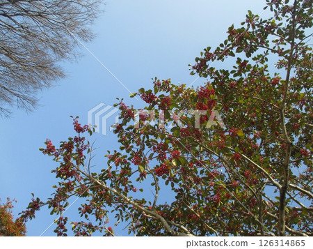 Scenery of trees beginning to bud in early spring 126314865