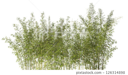 Cutout bamboo forest isolated with transparent background 3d 126314898