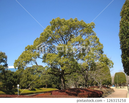 A large camphor tree with lush leaves in spring A large camphor tree with lush leaves in spring 126315258