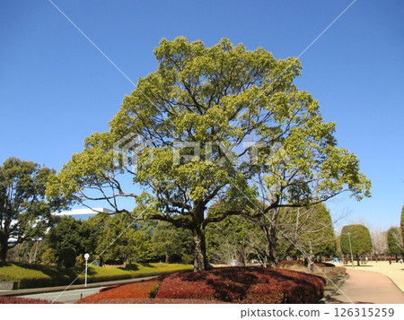 A large camphor tree with lush leaves in spring A large camphor tree with lush leaves in spring 126315259