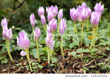 Lilac flowers of  the bulbous perennial Colchicum autumnale after the rain. 126315341