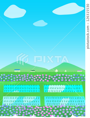 稻田和繡球花的風景插圖 稻田和繡球花的風景插圖 126315530