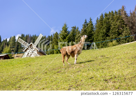 Alpaca at Alpe di Siusi in Southtyrol, Italy Alpaca at Alpe di Siusi in Southtyrol, Italy 126315677