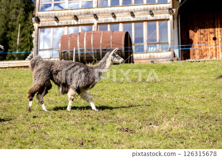 Alpaca at Alpe di Siusi in Southtyrol, Italy Alpaca at Alpe di Siusi in Southtyrol, Italy 126315678