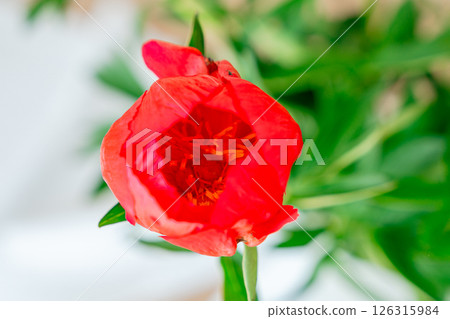 Vibrant red peony flower captured in full bloom, displaying intricate petals and a vivid center. The image focuses on the lush texture and detail of the flower, against a blurred background. 126315984