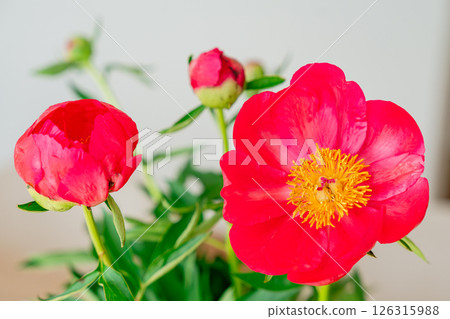 Beautiful red peony in daylight. Macro shot capturing petal texture and natural beauty ideal for spring or botanical content. 126315988