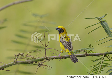 The Asian golden weaver (Ploceus hypoxanthus) is a species of bird in the family Ploceidae. The Asian golden weaver (Ploceus hypoxanthus) is a species of bird in the family Ploceidae. 126316000