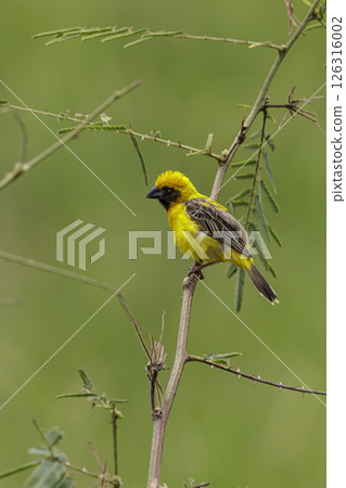 The Asian golden weaver (Ploceus hypoxanthus) is a species of bird in the family Ploceidae. The Asian golden weaver (Ploceus hypoxanthus) is a species of bird in the family Ploceidae. 126316002