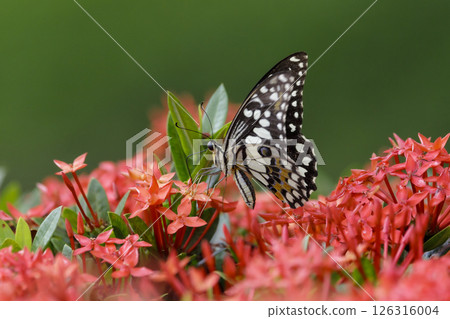 A Common Mormon Butterfly perched on a beautiful natural background 126316004