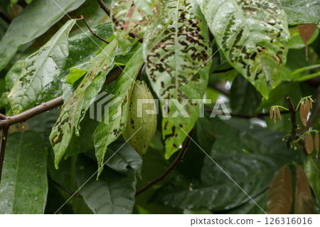 Raw cocoa berries on cocoa trees in the rainy season Raw cocoa berries on cocoa trees in the rainy season 126316016
