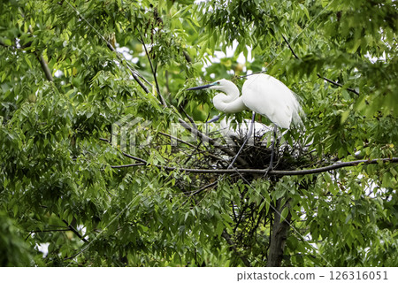 Great Egret Raising Her Pup 126316051