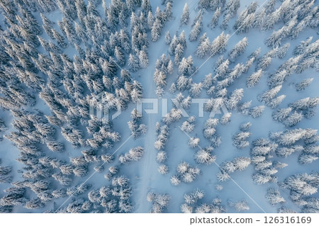 Many of the trees covered in snow. Top aerial view of forest in the Carpathian mountains. Majestic background 126316169