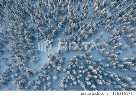 Top aerial view of trees covered in snow in the Carpathian mountains. Majestic background Top aerial view of trees covered in snow in the Carpathian mountains. Majestic background 126316171