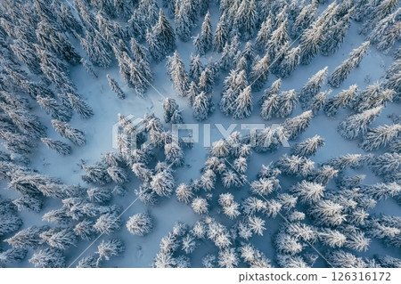 Top aerial view of trees covered in snow in the Carpathian mountains. Majestic background Top aerial view of trees covered in snow in the Carpathian mountains. Majestic background 126316172