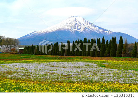 Lake Yamanaka Flower City Park view 126316315