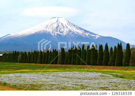 Lake Yamanaka Flower City Park view Lake Yamanaka Flower City Park view 126316339