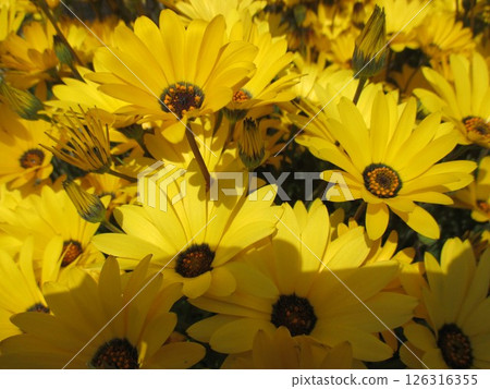 金盞花在春天盛開，花朵大而黃，美麗。 126316355