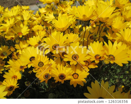金盞花在春天盛開，花朵大而黃，美麗。 126316356