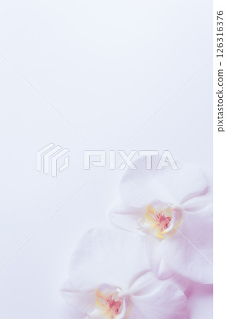 Mourning postcard Phalaenopsis flower background 126316376
