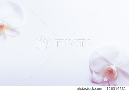 Mourning postcard Phalaenopsis flower background 126316381