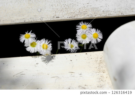 Spring rose garden Spring rose garden 126316419