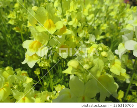 Linaria vulgaris (narrow-leaved orchid) blooms in spring with cute yellow flowers 126316706