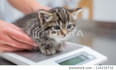 Kitten Being Weighed on Digital Animal Scale at Veterinary Clinic 126316710