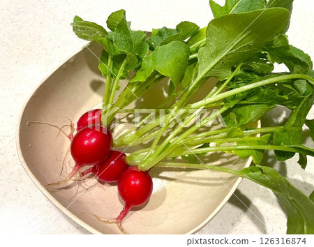 我收穫並清洗了我在菜園裡種植的蘿蔔。 126316874