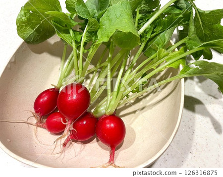 我收穫並清洗了我在菜園裡種植的蘿蔔。 我收穫並清洗了我在菜園裡種植的蘿蔔。 126316875