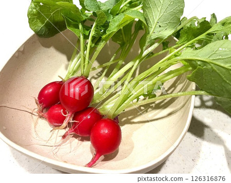 I harvested and washed the radishes I grew in my vegetable garden. I harvested and washed the radishes I grew in my vegetable garden. 126316876