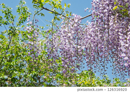 Wisteria flowers Wisteria flowers 126316920