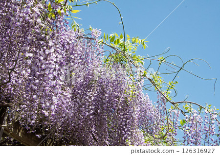 紫藤花 紫藤花 126316927