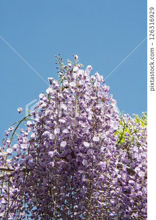 Wisteria flowers  Wisteria flowers 126316929