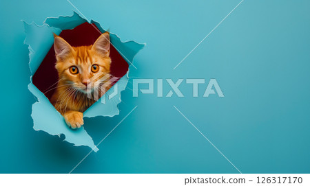 red cat breaking through paper hole, banner with copy space 126317170