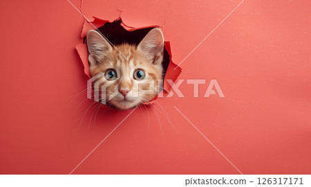 red cat breaking through paper hole, banner with copy space 126317171
