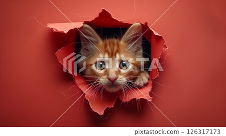 red cat breaking through paper hole, banner with copy space red cat breaking through paper hole, banner with copy space 126317173