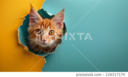red cat breaking through paper hole, banner with copy space 126317174
