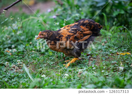 Chicken in permaculture garden 126317313