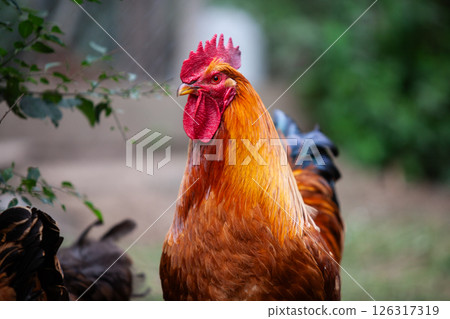 Nice black cock in permaculture garden 126317319