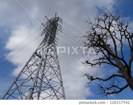 電線、樹木和藍天-3 電線、樹木和藍天-3 126317542