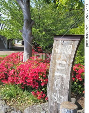 長野縣,懷古園杜鵑花景觀,五月 長野縣,懷古園杜鵑花景觀,五月 126317561