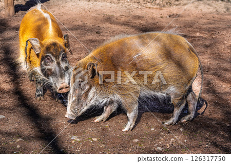 Red river hog, Potamochoerus porcus, also known as the bush pig. Red river hog, Potamochoerus porcus, also known as the bush pig. 126317750